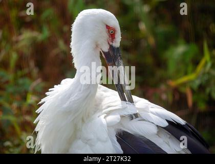 Der orientalische Weißstorch (Ciconia boyciana) ist ein großer Watvogel, der in Ostasien vorkommt. Es ist bekannt für sein weißes Gefieder, seine schwarzen Flügelspitzen und sein langes Rot Stockfoto