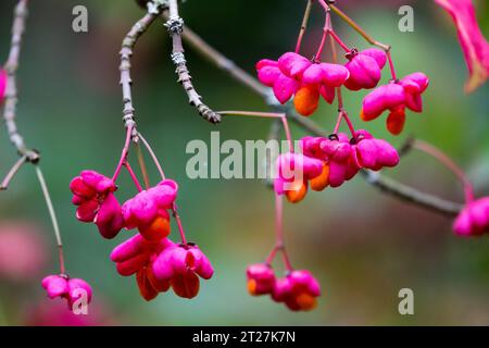 Spindelbeeren, Euonymus europaeus „Red Cascade“, Rot, Rosa, Samen auf Zweigpflanze Stockfoto