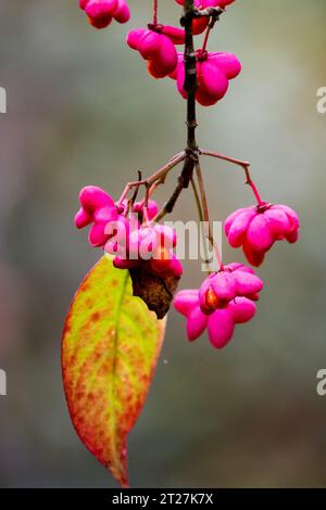 Pink, Spindelbeeren, Herbst, Spindelbaum, Euonymus europaeus „Red Cascade“, Baum, Zweig, Blatt Stockfoto