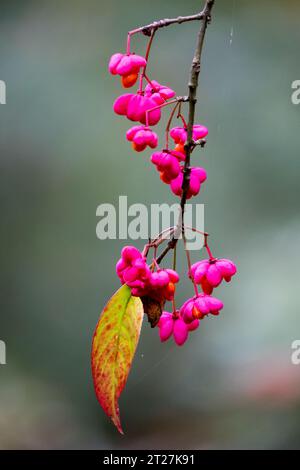 Spindelbaum, Zweig, Sträucher, Früchte, Zoll, Euonymus europaeus „Red Cascade“ Stockfoto