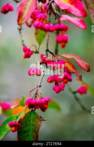 Spindelbeeren, Euonymus europaeus „Red Cascade“, Herbst, Früchte, Pink, Samen Euonymus „Red Cascade“ auf Zweigen Stockfoto