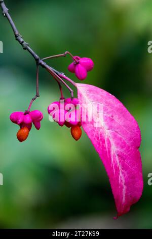 Spindelbeeren, Zweig, Blatt, Rosa, Euonymus europaeus „Red Cascade“ Stockfoto