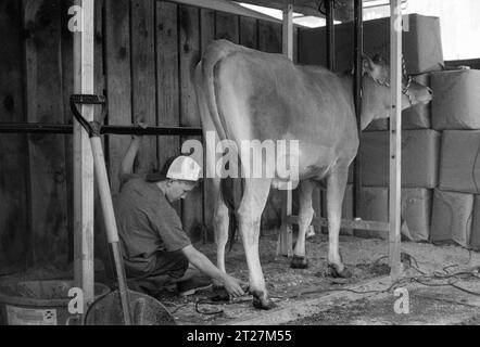 Hopkinton State Fair, New Hampshire 2023: Ein junger Rancher pflegt seine Kuh in einem Holzstand, rasiert und trimmt seine Hufe, bevor ein Showwettbewerb stattfindet Stockfoto