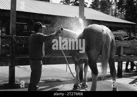 Hopkinton State Fair, New Hampshire 2023: Ein Rancher in Silhouette wäscht sein Pferd in einem Stall im Freien mit dem Wasserspray, das im Sonnenlicht glitzert Stockfoto