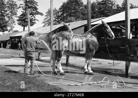 Hopkinton State Fair, New Hampshire 2023: Ein Rancher wäscht seine beiden Pferde in einem Stall im Freien, während das Haar des Pferdes im Sonnenlicht schimmert. Die Stockfoto