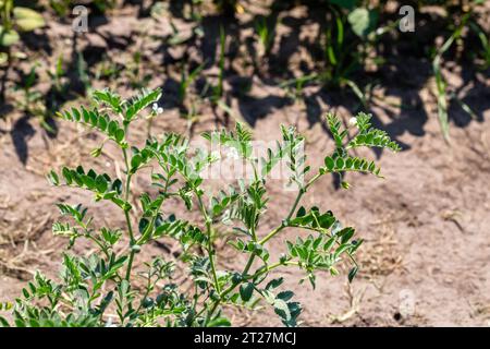 Kichererbsen im Garten mit Blättern. Kichererbsen wachsen. Stockfoto