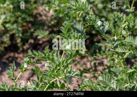 Kichererbsen im Garten mit Blättern. Kichererbsen wachsen. Stockfoto