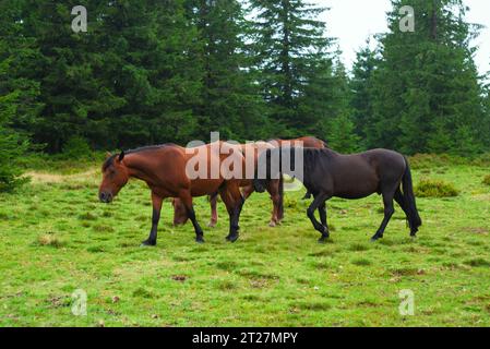 Braune Wildpferde auf der Ranch in den Bergen, Pferde in den Karpaten auf Wiesen in der Nähe des Waldes, Natur Tier und Landschaft Stockfoto