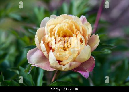Paeonia ito hybride Sommerblüte Stockfoto
