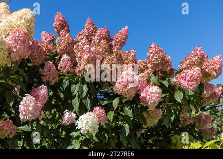 Hortensia paniculata Vanille Fraise auf einem Stamm Stockfoto