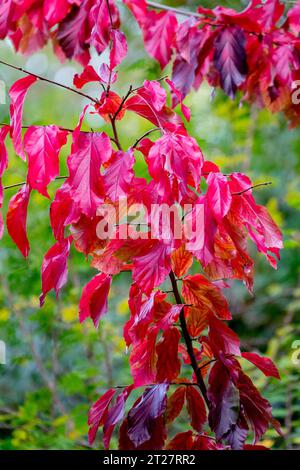 Parrotia, Baum, rot werden, Blätter, Parrotia persica, Herbst, Laub Stockfoto