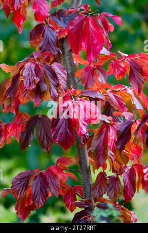 Persisches Eisenholz, Parrotia persica, Eisbaum in ausgezeichneter Herbstfarbe Stockfoto