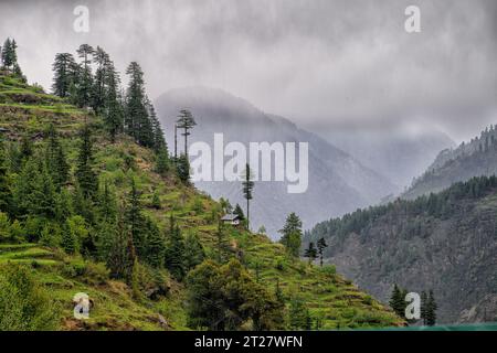 Himalaya-Zedernbäume wachsen am Berg in der Nähe des Ortes Sarchi in Himachal Pradesh, Indien Stockfoto