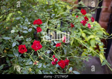 brooklyn New york Stockfoto