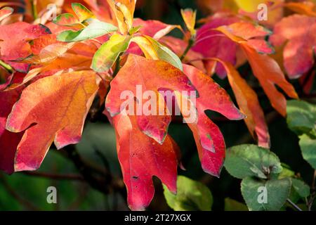 Sassafras albidum, Herbst, Blätter Stockfoto