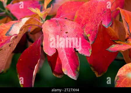 Herbst, Hagebaum, Sassafras albidum, Herbst, Laub, Farbe, rot, verlässt Sassafras Stockfoto