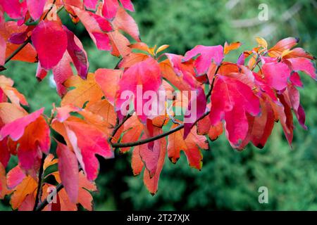 Sassafras albidum, Baum, Rot, Laubblätter, Herbst, Saison, Farbe von Sassafras Stockfoto