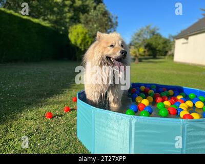 Hundehunde Eurasier Hund im Blumengarten Stockfoto