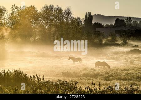 Pferde im nebeligen Feld bei Sonnenaufgang Stockfoto