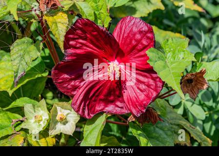 Red Hibiscus Bloom an einem Herbsttag, Pennsylvania USA Stockfoto