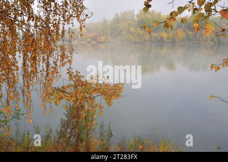 Nebeliger Herbstmorgen am Flussufer, wo buntes Laub von Bäumen in magischem, weißem Nebel auf verschwommenem Hintergrund und goldenen Birkenzweigen auf sich wirken Stockfoto