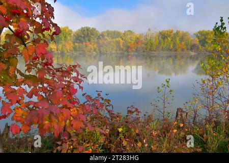 Nebeliger Herbstmorgen am Fluss, wo buntes Laub von Bäumen in magischem Nebel auf verschwommenem Hintergrund und rote Blätter und Beeren von Viburnum Stockfoto