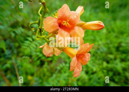 Schöne Campsis grandiflora in einem Garten Stockfoto