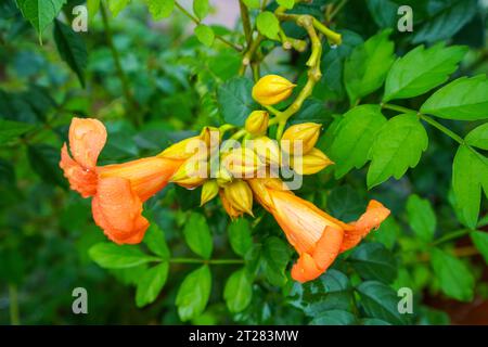 Schöne Campsis grandiflora in einem Garten Stockfoto