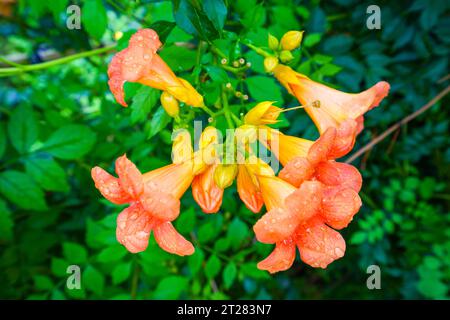 Schöne Campsis grandiflora in einem Garten Stockfoto