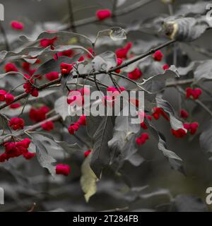 An image of fresh and ripe red berries on a grey branch Stockfoto