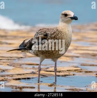 Ein wunderschöner Vogel in einer flachen Pfütze an einem Sandstrand Stockfoto