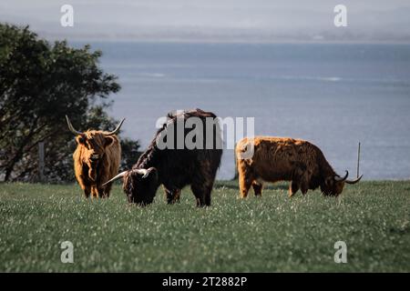 3 Highland-Rinder, die auf dem Feld weiden Stockfoto
