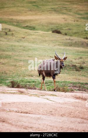 nyala Antilope läuft über die Straße Stockfoto