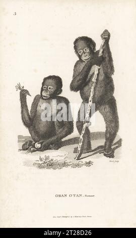 Borneanische Orang-Utans, Pongo pygmaeus. Kritisch gefährdet. Zwei junge Orang-Utans wurden von Wilhelm V. von Holland importiert und in Arnout Vosmaers Description d’un receuil exquis d’animaux rares aufgenommen. Oran otan, Simia Satyrus. Kupferstich von James Heath aus George Shaws General Zoology: Mammalia, G. Kearsley, Fleet Street, London, 1800. Stockfoto