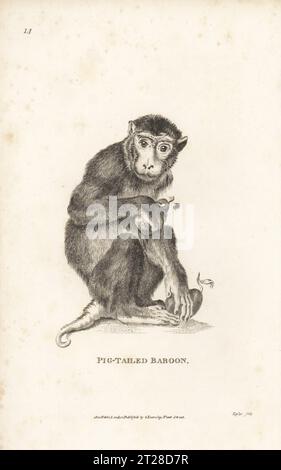 Südlicher Schweineschwanzmakaken, Macaca Nemestrina, gefährdet. Schweineschwanzpaan, Simia nemestrina. Nach einer Illustration von Jacques de Seve für Comte de Buffons Histoire Naturelle. Kupferstich von Taylor aus George Shaws General Zoology: Mammalia, G. Kearsley, Fleet Street, London, 1800. Stockfoto