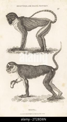 Diana Affe, gefährdet, Cercopithecus diana und mona Affe, Cercopithecus mona. Gefleckter Affe, Simia diana, und Mona Affe, Simia mona. Nach Illustrationen von Carl Johann Geog Reuss für Schreber. Kupferstich von James Heath aus George Shaws General Zoology: Mammalia, G. Kearsley, Fleet Street, London, 1800. Stockfoto