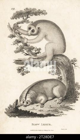 Sunda Slow loris oder Greater Slow loris, Nycticebus coucang. Gefährdet. Langsamer Lemur, Lemur tardigras. Nach Illustrationen von James Sowerby und Arnout Vosmaer. Kupferstich von James Heath aus George Shaws General Zoology: Mammalia, G. Kearsley, Fleet Street, London, 1800. Stockfoto