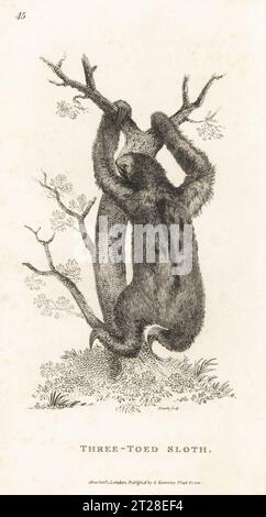 Faultier mit blassem Hals, Ai oder Dreizehenfaultier, Bradypus tridactylus. Kupferstich von James Heath aus George Shaws General Zoology: Mammalia, G. Kearsley, Fleet Street, London, 1800. Stockfoto