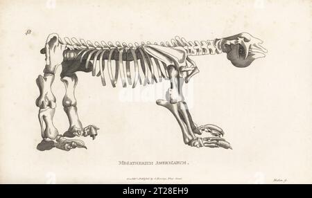 Fossiles Skelett eines erloschenen Riesenbodenfaultichs oder Megatherium americanum. Nach einer Illustration des spanischen Künstlers Juan Bautista Bru de Ramón für den Zoologen Georges Cuvier, 1796. Kupferstich von Henry Mutlow aus George Shaws General Zoology: Mammalia, G. Kearsley, Fleet Street, London, 1800. Stockfoto