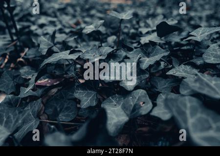 Matratze aus Blättern im grünen und grünen Wald, Tapeten Stockfoto