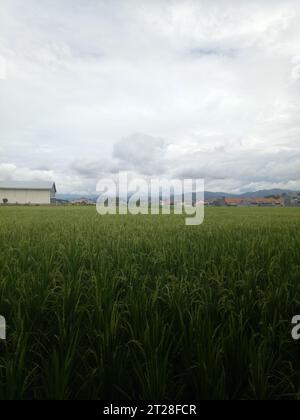 Blick auf Reisfelder im städtischen Raum Stockfoto