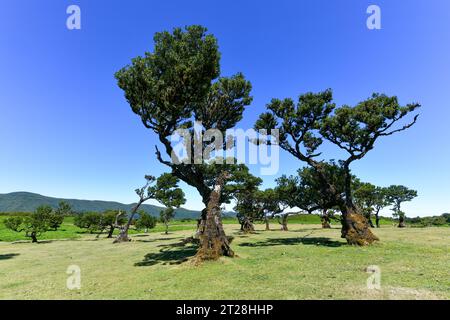 Fanal Forest in Seixal, Portugal Stockfoto