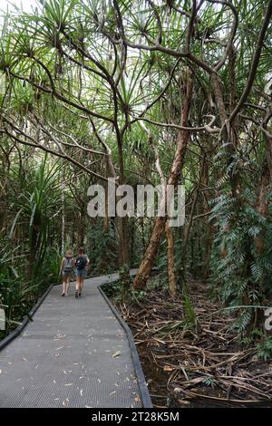 Zwei Personen spazieren auf der Promenade, umgeben von tropischen Pflanzen und Palmen in cairns Botanic Gardens, cairns, queensland, australien Stockfoto