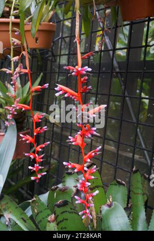 Blühende rote und rosa Bromelie (aechmea weilbachii) Pendel mit Schmetterling (Rhopalocera) im Botanischen Garten Cairns, Cairns, Queensland, Australien Stockfoto