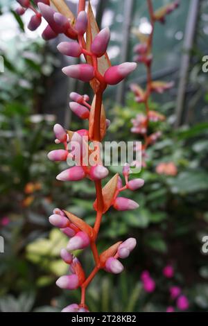 Nahaufnahme der blühenden roten und rosa Bromelie (aechmea weilbachii) Pendel im Gewächshaus im Cairns Botanic Garden, Cairns, Queensland, Australien Stockfoto