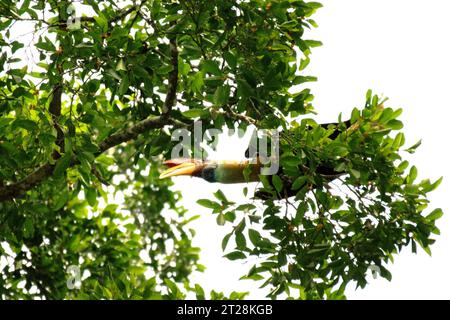 Ein männlicher Nashornvogel (Rhyticeros cassidix) sucht auf einem Baum im Tangkoko Nature Reserve, Nord-Sulawesi, Indonesien. Aufgrund seiner Abhängigkeit von Wäldern und bestimmten Arten von Bäumen ist der Nashornvogel vom Klimawandel bedroht. Es betrifft jedoch auch andere Wildtierarten und letztendlich auch den Menschen. Ein kürzlich von einem Team von Wissenschaftlern unter der Leitung von Marine Joly in Bezug auf den Sulawesi-Schwarzkäppchen-Makaken (Macaca nigra) durchgeführter Bericht hat gezeigt, dass die Temperatur im Tangkoko-Wald tatsächlich steigt. Zwischen 2012 und 2020 stiegen die Temperaturen um bis zu 0,2 Grad Celsius pro Jahr. Stockfoto