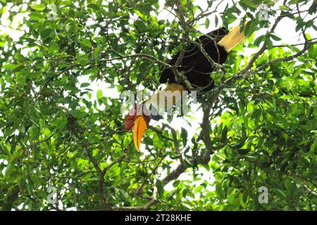 Ein männlicher Nashornvogel (Rhyticeros cassidix) sucht auf einem Baum im Tangkoko Nature Reserve, Nord-Sulawesi, Indonesien. Aufgrund seiner Abhängigkeit von Wäldern und bestimmten Arten von Bäumen ist der Nashornvogel vom Klimawandel bedroht. Es betrifft jedoch auch andere Wildtierarten und letztendlich auch den Menschen. Ein kürzlich von einem Team von Wissenschaftlern unter der Leitung von Marine Joly in Bezug auf den Sulawesi-Schwarzkäppchen-Makaken (Macaca nigra) durchgeführter Bericht hat gezeigt, dass die Temperatur im Tangkoko-Wald tatsächlich steigt. Zwischen 2012 und 2020 stiegen die Temperaturen um bis zu 0,2 Grad Celsius pro Jahr. Stockfoto