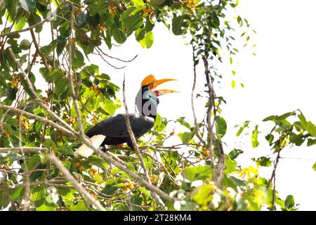 Ein weibliches Individuum des Nashornvogels (Rhyticeros cassidix) sucht auf einem Feigenbaum in Bitung, Nord-Sulawesi, Indonesien. Aufgrund seiner Abhängigkeit von Wäldern und bestimmten Arten von Bäumen ist der Nashornvogel vom Klimawandel bedroht. Es betrifft jedoch auch andere Wildtierarten und letztendlich auch den Menschen. Ein kürzlich von einem Team von Wissenschaftlern unter der Leitung von Marine Joly in Bezug auf den Sulawesi-Schwarzkäppchen-Makaken (Macaca nigra) durchgeführter Bericht hat gezeigt, dass die Temperatur im Tangkoko-Wald tatsächlich steigt. Zwischen 2012 und 2020 stiegen die Temperaturen um bis zu 0,2 Grad pro Jahr an... Stockfoto