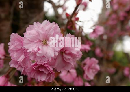 Nahaufnahme des saftig rosa blühenden japanischen Kirschbaums Prunus serratula, der im Garten steht Stockfoto