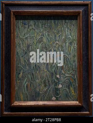 Paris, Frankreich - 10 08 2023: Museum Orsay. Weizenohren gemalt von Vincent Van Gogh Stockfoto